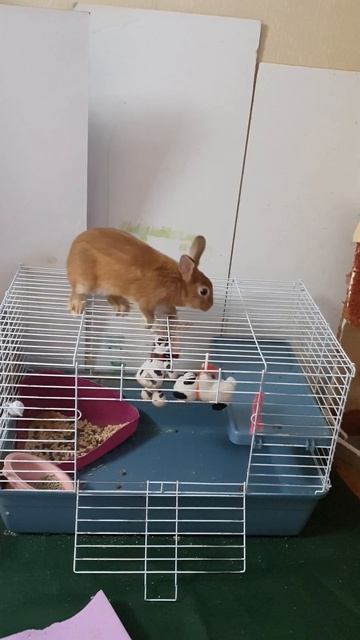 крыша дома твоего #кролик #забавныеживотные #rabbit #hair