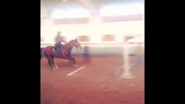 Конный спорт смотреть онлайн