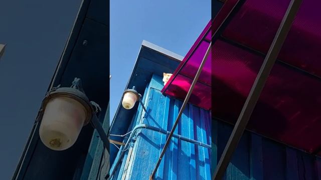 Как Снять с Крыши Котика Мишу 😽🐈