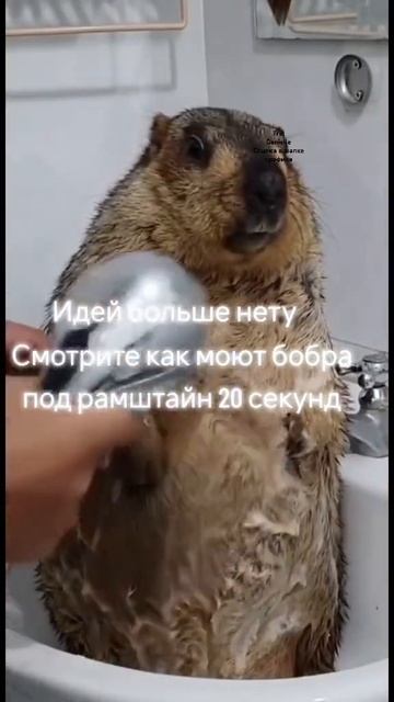 у меня появился тг канал danille ссылка в шапке профиля #рек #мем #идеч #тгк смотреть онлайн