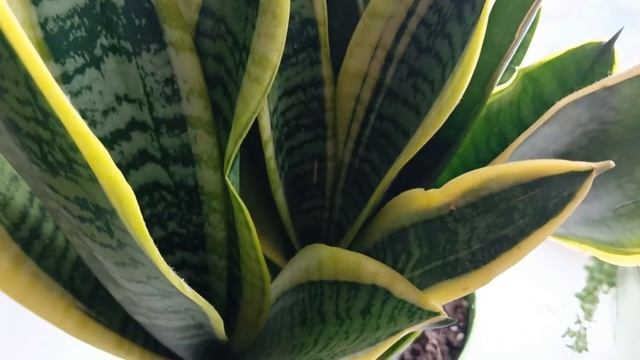 Сансевиерия уход, размножение смотреть онлайн