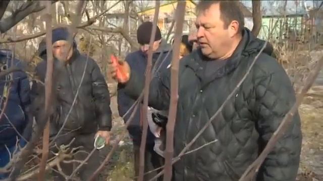 Весенняя обрезка деревьев смотреть онлайн