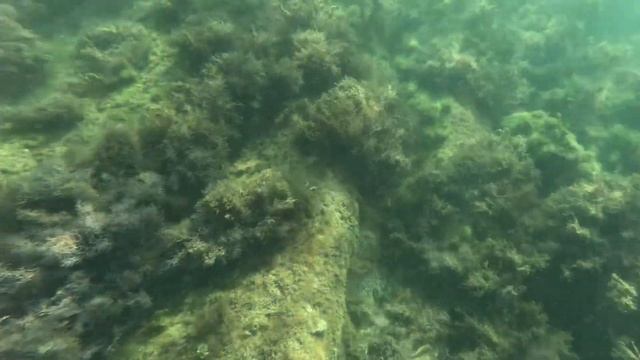 #Анапа. Сегодня 24.08.2024. Чёрное море. Пляж «Малая Бухта». Время 8.00. Воздух 26. Море 25.Дельфин смотреть онлайн