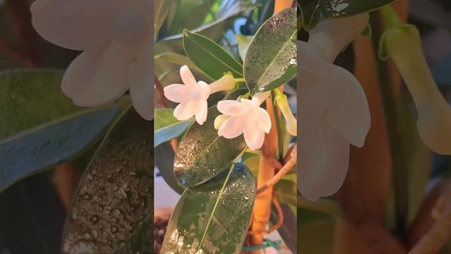 Цветение Стефанотиса смотреть онлайн