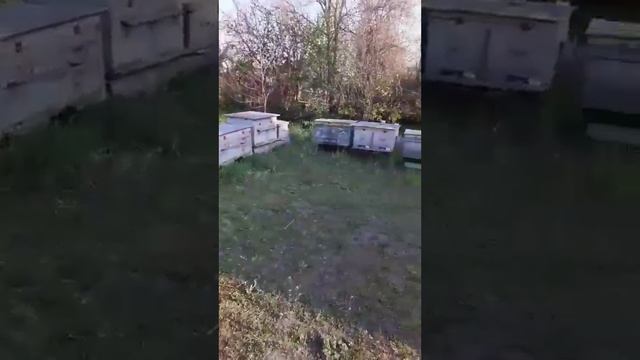Менский рн. Пчеловодство с. Локнисте. смотреть онлайн