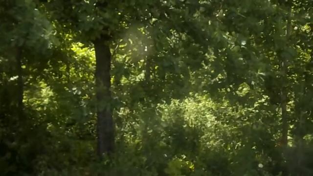 при входе в лес и дорога на белый ключ смотреть онлайн