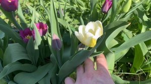 ЧЕТВЁРТЫЙ РАЗ ПРИЕЗЖАЮТ, ЭТО О МНОГОМ ГОВОРИТ. Торгую из павильона, Вы такое любите.