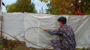 Обрезка куста винограда с сучком замещения.Формировка в 4 рукава.