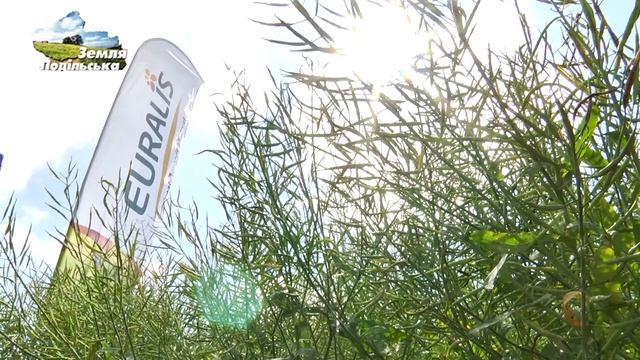 Гібриди ріпаку "Євраліс" на демополі АФ "Ольгопіль" смотреть онлайн