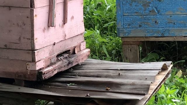 Пчелы тусят у деда на даче смотреть онлайн
