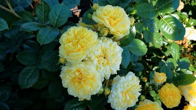 Роза Ани Дюпрей Anny Duperey