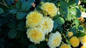 Роза Ани Дюпрей Anny Duperey