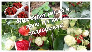 С чего начинать весенний уход за клубникой.