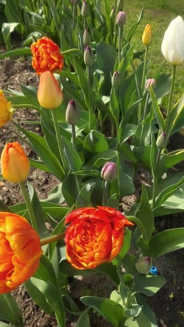 Тюльпаны цветут #garden #цветы #nature #gardening #flowers #дача #сад смотреть онлайн