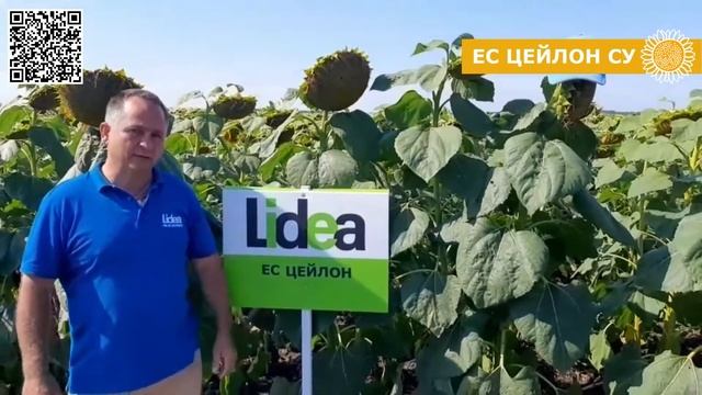 Гібрид соняшнику 🌻ЕС Цейлон СУ для технології Експрес™ смотреть онлайн