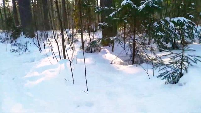 Зима, лес... смотреть онлайн