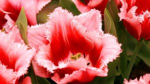 Не может быть весна обыкновенной*  День тюльпанов  *  Мой сад