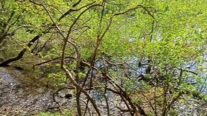 Дороги лесопарка украсила белая черемуха! Бицевский лес #Весна#Апрель2025