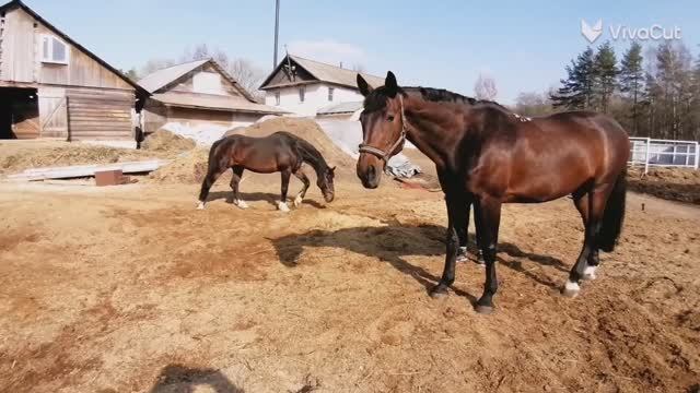 Кони на прогулке  весной. 1745017669889_HD.mp4
