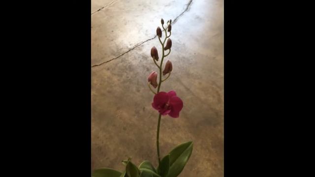 Miracle Orchids || A Dream of Orchids || смотреть онлайн
