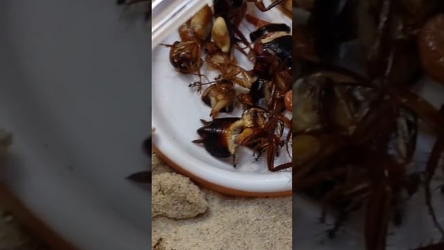 Pheidole megacephala смотреть онлайн