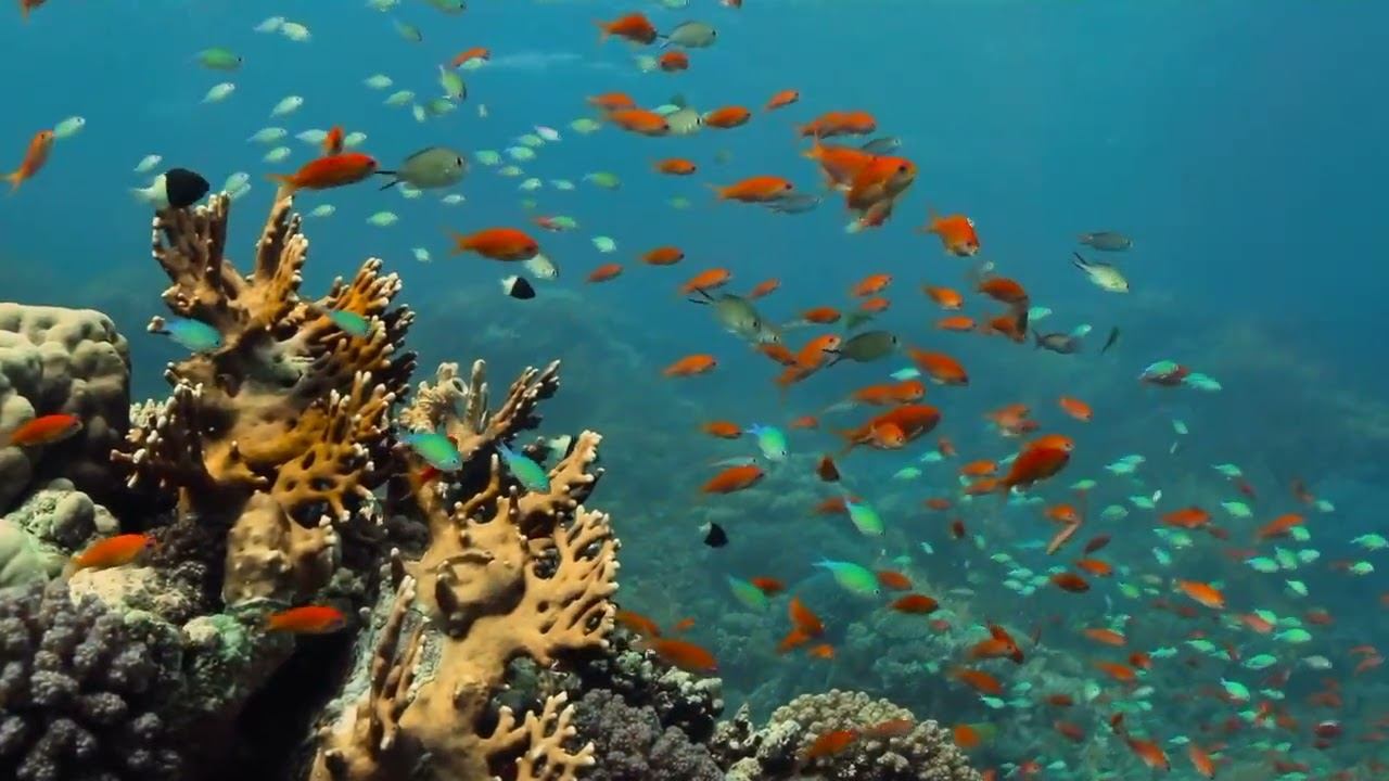 Red Sea 15 смотреть онлайн