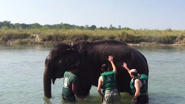 Читван (купание со слонами) Настоящий Непал октябрь 2013 смотреть онлайн