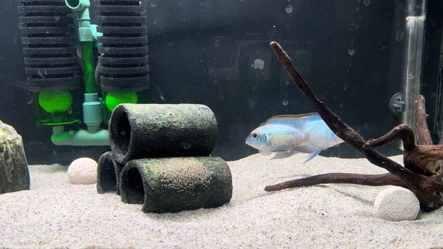 Electric Blue Acara pair spawn смотреть онлайн