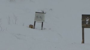 Стрельба из ружья МР-153 пулями Полева