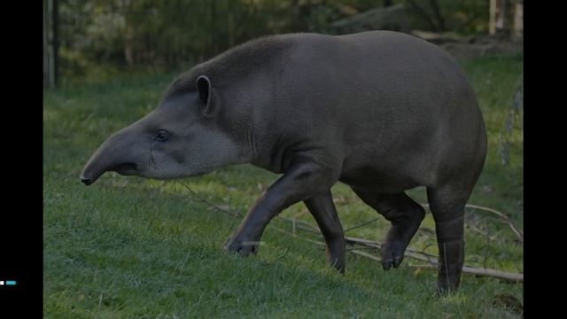 Животные Северной Америки