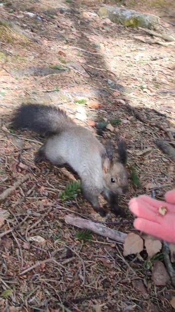 Почти ручные белочки в парке г. Корсаков 🤗🐿️ #sakhalin #squirrel #wildnature смотреть онлайн