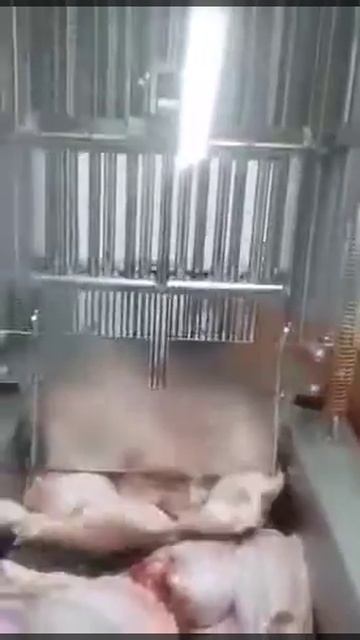 Инъектор для мяса птицы смотреть онлайн