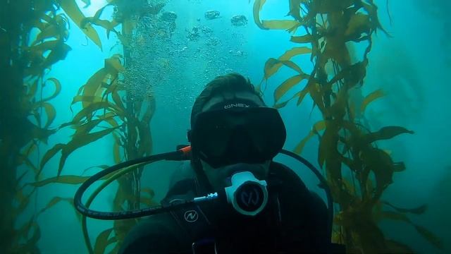 Scuba Diving Monterrey смотреть онлайн