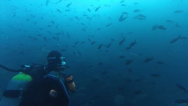 DIVING COLLEGE - GALÁPAGOS смотреть онлайн
