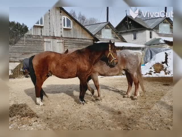 Тихий день _1745047277382_HD.mp4