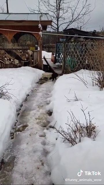 Чернуха учится прыгать с крыши 😻 | #animalshorts #youtubeshorts