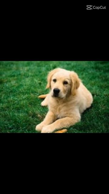 Самые красивые породы собак.#собака#shorts#ютьюб. смотреть онлайн
