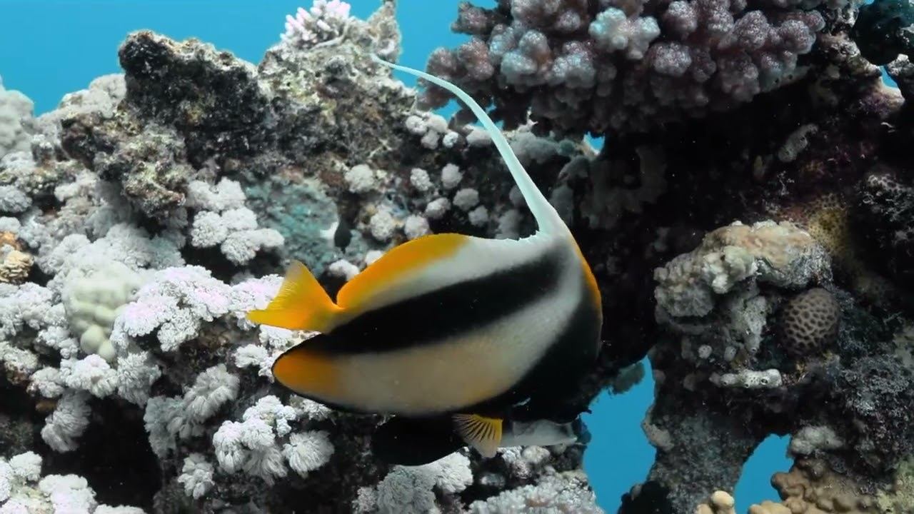 Red Sea 06 смотреть онлайн