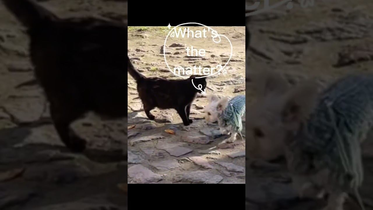 A dog surrounded by cats смотреть онлайн