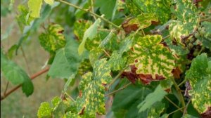 Почему огурцы и помидоры нельзя сажать рядом с виноградом?