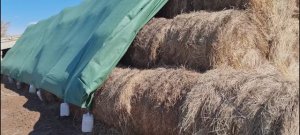 Весна, отзыв о флис для укрытия сена и соломы типа ПраймТэкс от Лелаф, КФХ Арман Карапетян, Самара