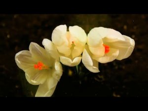 Футаж. Распускаются крокусы. Background Crocuses bloom