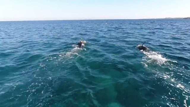 Скоростной заплыв на водном велосипеде Seabike смотреть онлайн