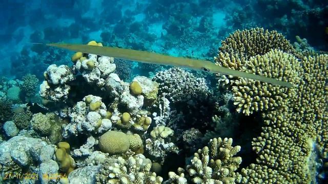 Египет, отель Zahabia, подводный мир 26.11.21 - 02.12.26