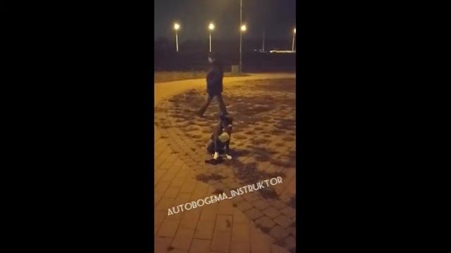 Как долго должен длиться курс дрессировки? смотреть онлайн