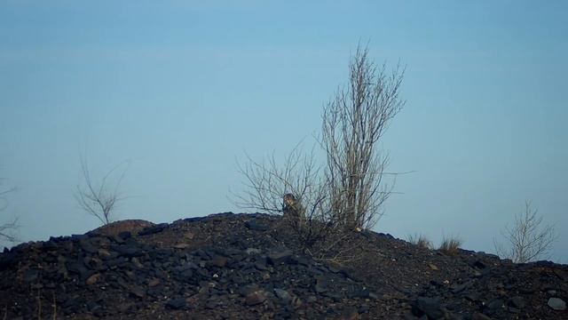 Страйкбол. Кривой Рог. Рейдовая игра "Операция "КРОВАВЫЙ ПОЛДЕНЬ"" 20.02.2022 смотреть онлайн