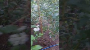 Голубика 2023 год. Мира всем...