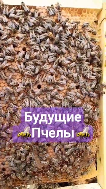 Рамка с печатным расплодом. Карника Лунц 15.06.2023 #пчеловодство #пасека #пчелы #мёд #соты смотреть онлайн
