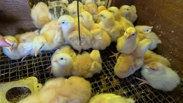 Слабонервным не смотреть... Голова раскалывается... смотреть онлайн