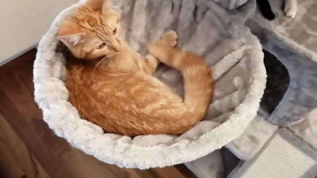 How we install a CAT NET, INSECT NETS and assamble the SCRATCHING POST. Ep.14 смотреть онлайн